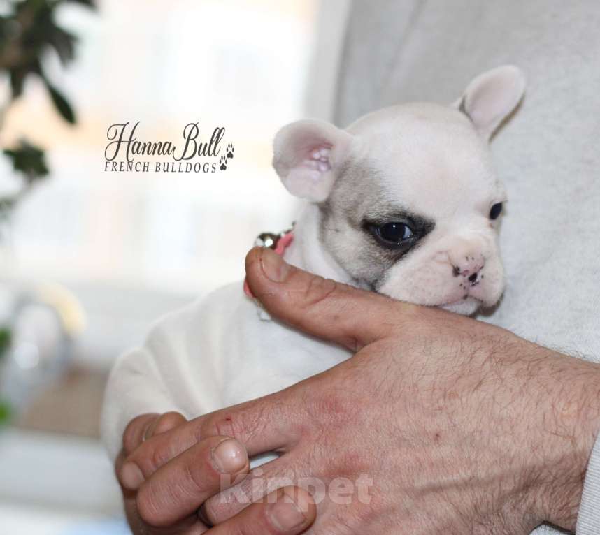 Собаки в Москве: Белая девочка французский бульдог в палевой шапочке Девочка, 70 000 руб. - фото 7