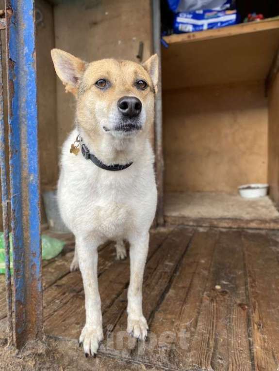 Собаки в Москве: Заберите меня из приюта! Я жду этого всю свою жизнь… ( Девочка, Бесплатно - фото 3