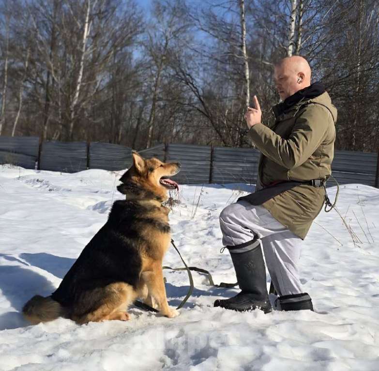 Собаки в Королеве: Джан! Воплощение мужества и харизмы! Мальчик, Бесплатно - фото 2