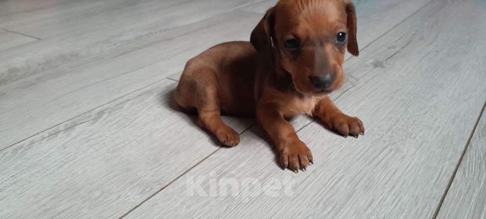 Собаки в Рыбном: Щенок таксы Девочка, 15 000 руб. - фото 1