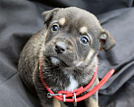 Собаки в Краснодаре: Отдам щенка, 2 месяца Девочка, 10 руб. - фото 1