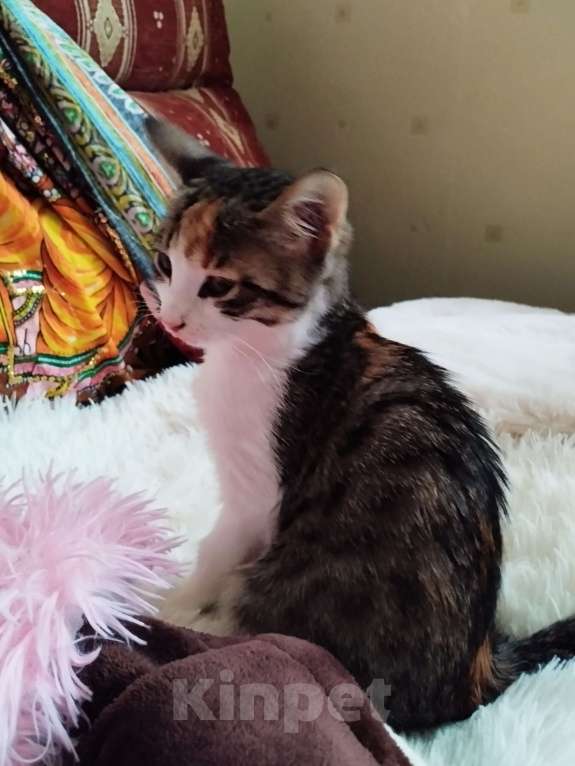 Кошки в Санкт-Петербурге: Беатрис котенок девочка Девочка, 500 руб. - фото 9