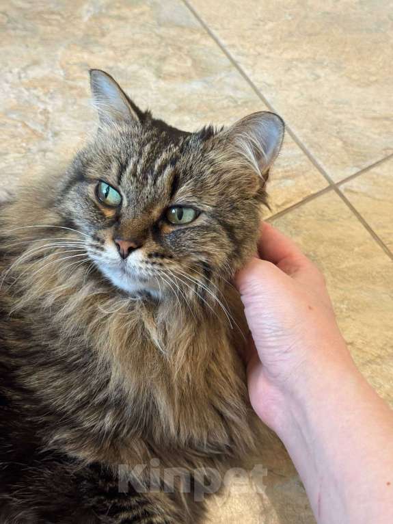 Кошки в Москве: Сибирская кошка Аська в добрые руки Девочка, Бесплатно - фото 3