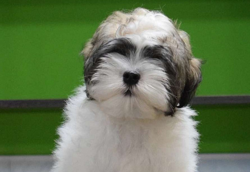 Объявление: Красивый щенок Малая львиная собака, 60 000 руб., Курган