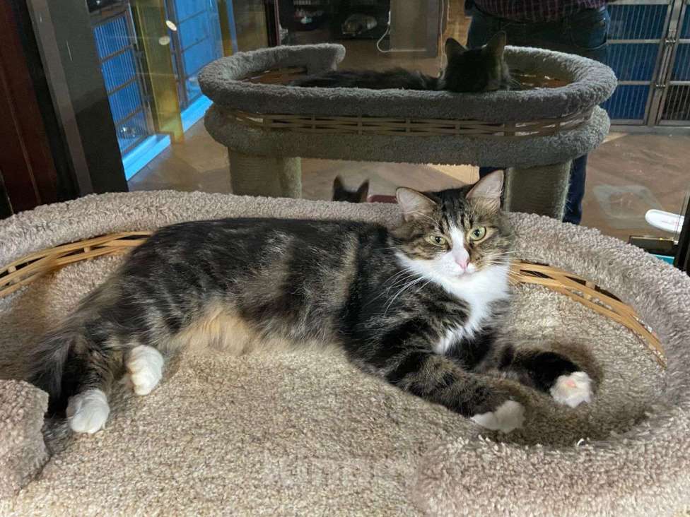 Кошки в Москве: ищет дом профессиональный инструктор по комфортному сну 🛌 Мальчик, Бесплатно - фото 2