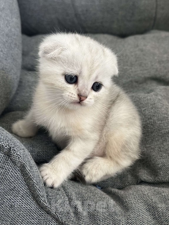 Кошки в Новороссийске: Шотландский котёнок мальчик Мальчик, 5 000 руб. - фото 4