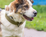 Собаки в Подольске: Умница, красавица собачка Торри ищет дом. Девочка, Бесплатно - фото 2