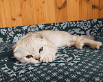 Кошки в Москве: Продаются котята , 12 000 руб. - фото 4