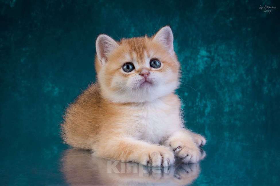 Кошки в Петрозаводске: Шотландские котята золотая шиншилла Мальчик, 50 000 руб. - фото 5