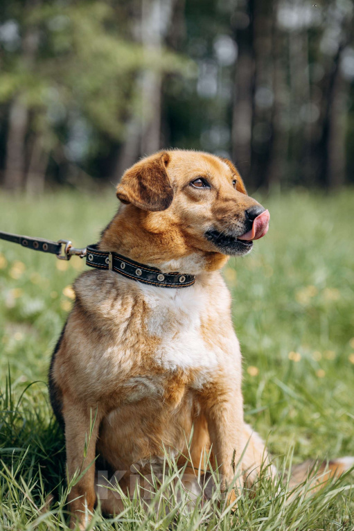 Собаки в Москве: Компактный домашний пёсик в поисках дома.  Мальчик, Бесплатно - фото 8