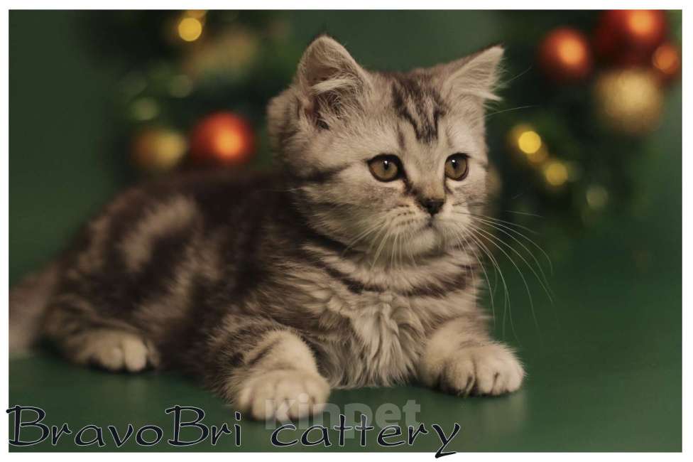 Кошки в Сургуте: Британский короткошерстный котенок Мальчик, 50 000 руб. - фото 1