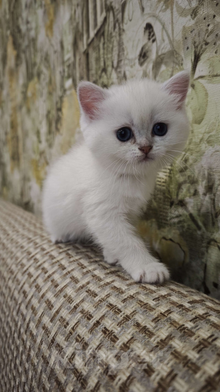 Кошки в Ангарске: Diva серебристая шиншилла колор-поинт Девочка, 30 000 руб. - фото 2