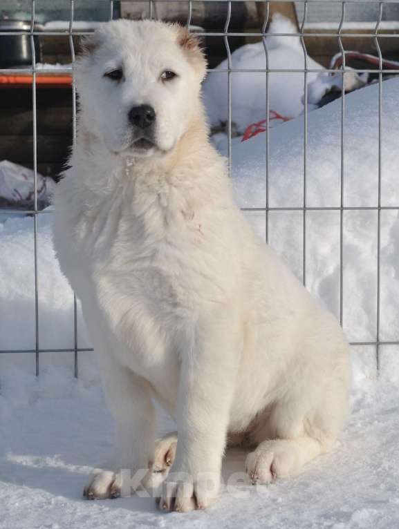 Собаки в Архангельске: Белоснежная принцесса в поисках хозяев Девочка, Бесплатно - фото 4