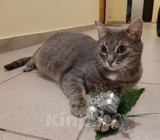 Кошки в Москве: Серая кошка Таисия в добрые руки Девочка, 1 руб. - фото 5