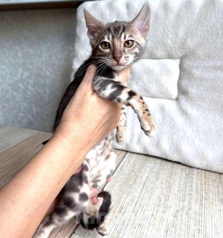 Кошки в Москве: Клубные бенгальские котята - голубая девочка Девочка, 45 000 руб. - фото 2