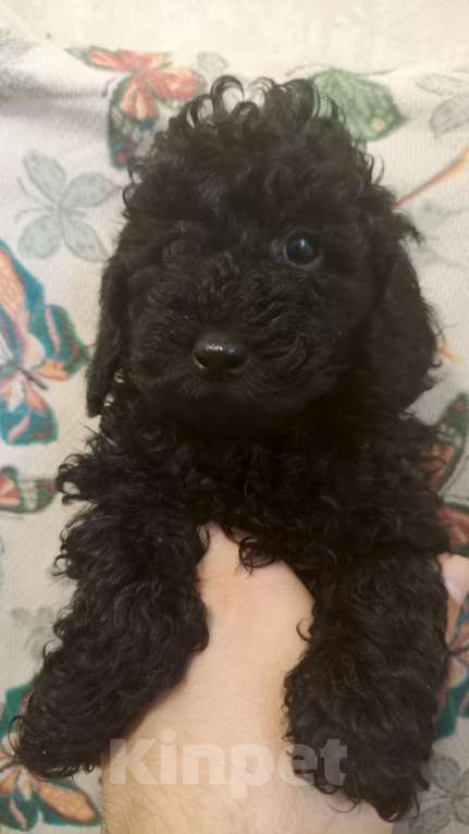 Собаки в Чайковском: Щенки той пуделя Разнополые, 30 000 руб. - фото 2