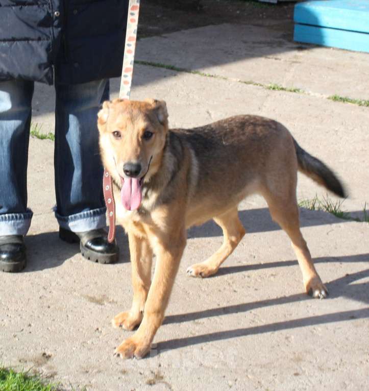 Собаки в Москве: Молоденькая ласкушечка Ариша в самые добрые руки  Девочка, Бесплатно - фото 2