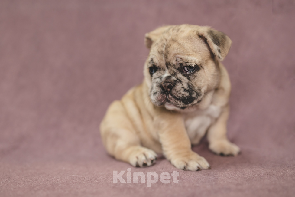 Собаки в Москве: Плюшевый малыш французский бульдог  Мальчик, 150 000 руб. - фото 2