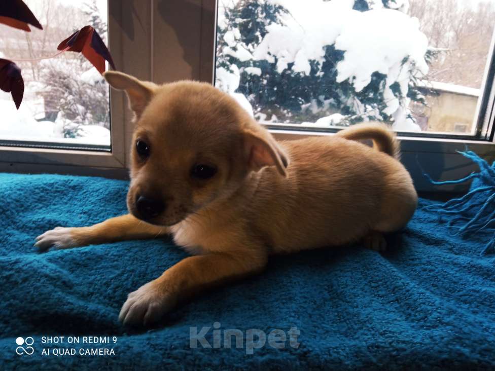 Собаки в других городах Московской области: Тэдди  Мальчик, 12 000 руб. - фото 3