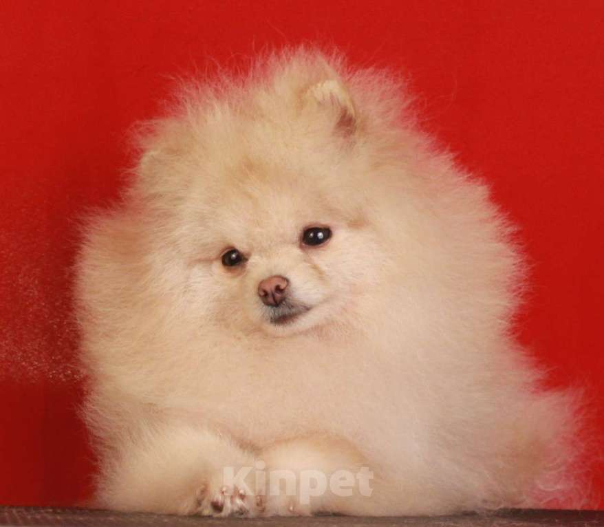 Собаки в Москве: померанский шпиц щенки мини и микро, 25 000 руб. - фото 10