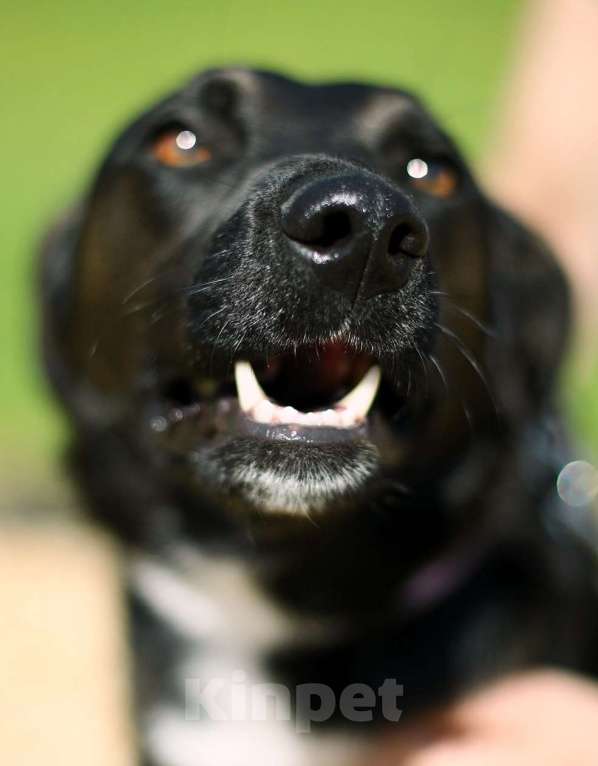 Собаки в Москве: Марвин, веселый пес из приюта Мальчик, Бесплатно - фото 5