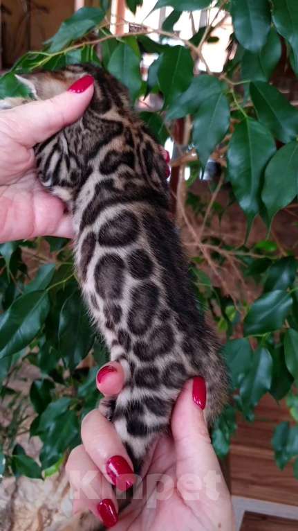 Кошки в Москве: Бенгальская девочка Девочка, 80 000 руб. - фото 3