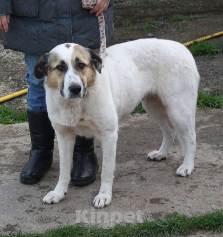 Собаки в Москве: Большая, добрая собака Жасмин в поиске любящей семьи Девочка, Бесплатно - фото 2