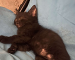 Кошки в Сочи: Черный котёнок в добрые руки Мальчик, Бесплатно - фото 1