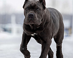 Собаки в Екатеринбурге: Кане-корсо щенок Мальчик, Бесплатно - фото 3