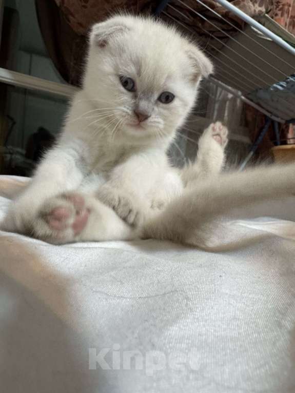 Кошки в Санкт-Петербурге: Шотландский вислоухий котик с документами Мальчик, 40 000 руб. - фото 7