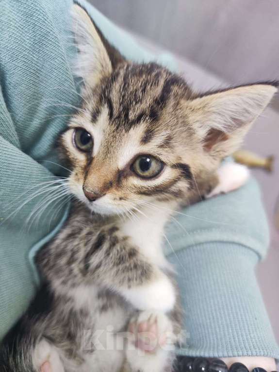 Кошки в Москве: Кошка с ладошку. Котенок Бирка в дар Девочка, Бесплатно - фото 3