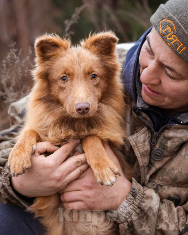 Собаки в Москве: Маленький, жизнерадостный лисёнок в поисках дома! Мальчик, Бесплатно - фото 1