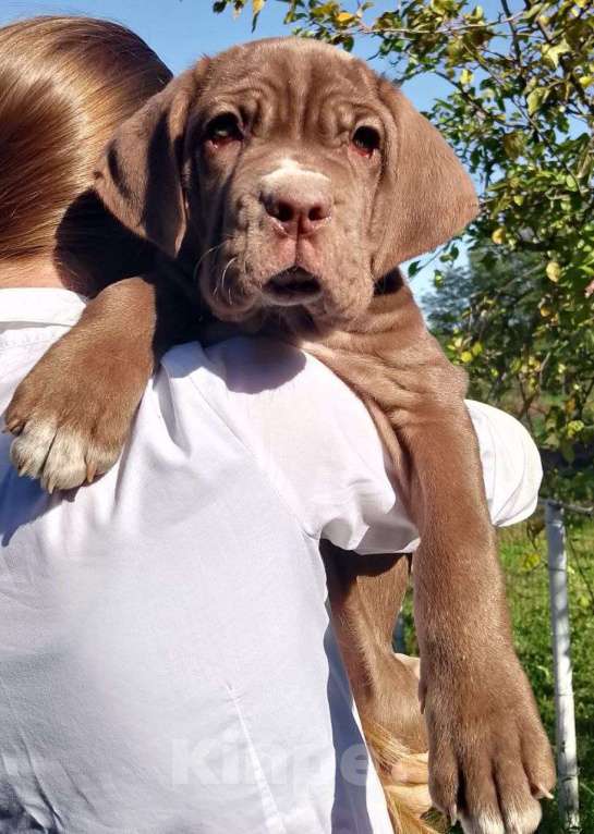 Собаки в Москве: Щенки неаполитанского Мастифа Девочка, 80 000 руб. - фото 1