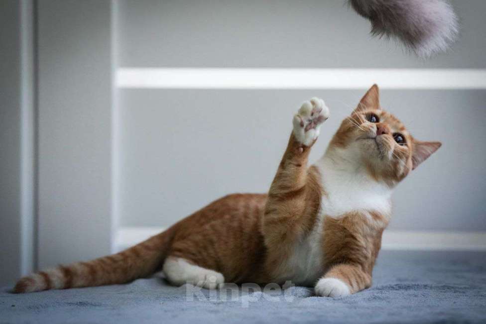 Кошки в Химках: Солнечный рыжик в дар Мальчик, Бесплатно - фото 2