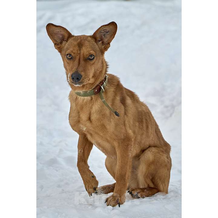 Собаки в Москве: Рыжее солнышко ВИНКИ ищет семью Девочка, 10 руб. - фото 2