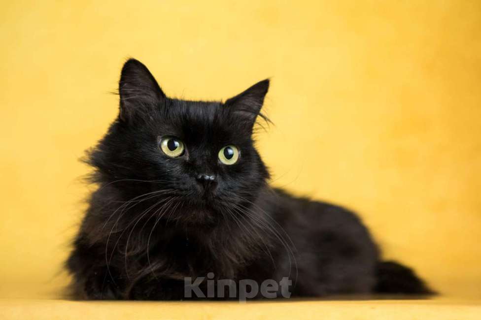 Кошки в Москве: Кошечка Манюня ищет дом Девочка, 1 руб. - фото 2