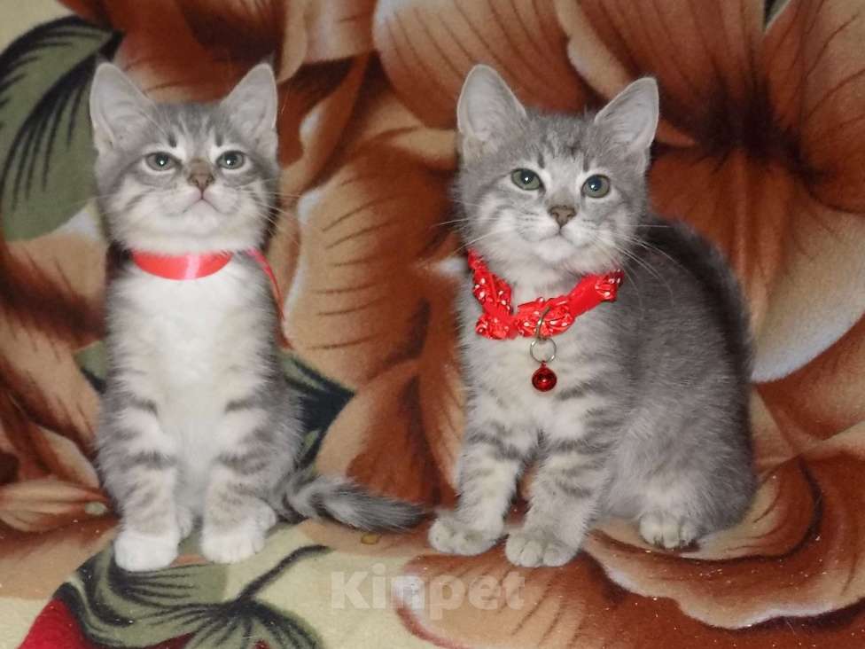 Кошки в Москве: Азиатская табби, девочки Девочка, 20 000 руб. - фото 6