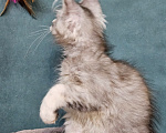 Кошки в Мытищах: Котёнок Мейн-кун Девочка, 40 000 руб. - фото 4