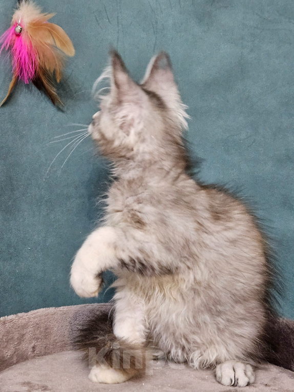 Кошки в Мытищах: Котёнок Мейн-кун Девочка, 40 000 руб. - фото 4