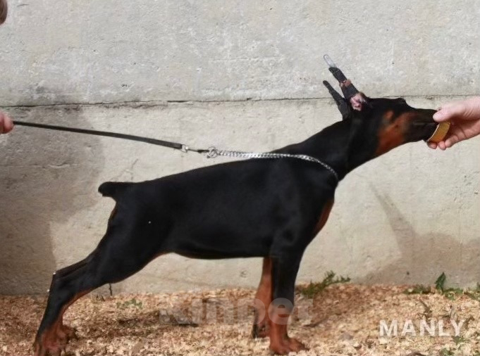Собаки в Чехове: Великолепная, купированная девочка добермана Девочка, 90 000 руб. - фото 1