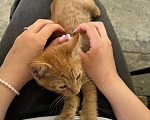 Кошки в Краснодаре: Котята в добрые руки Мальчик, Бесплатно - фото 4