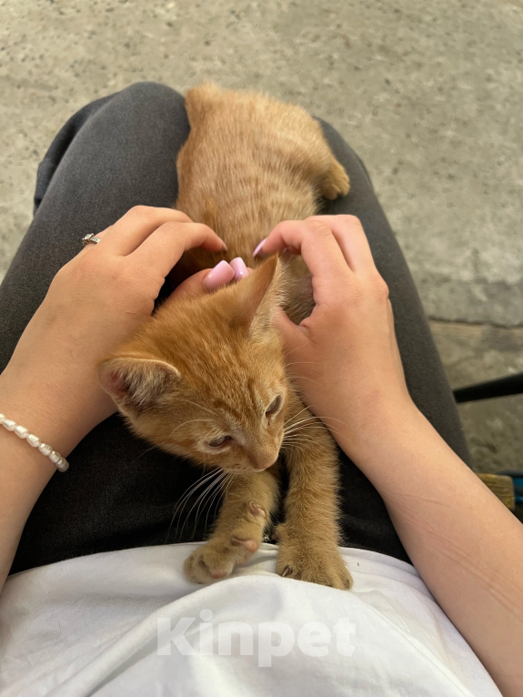 Кошки в Краснодаре: Котята в добрые руки Мальчик, Бесплатно - фото 4