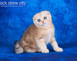 Кошки в Санкт-Петербурге: Скоттиш фолд котик Мальчик, Бесплатно - фото 1