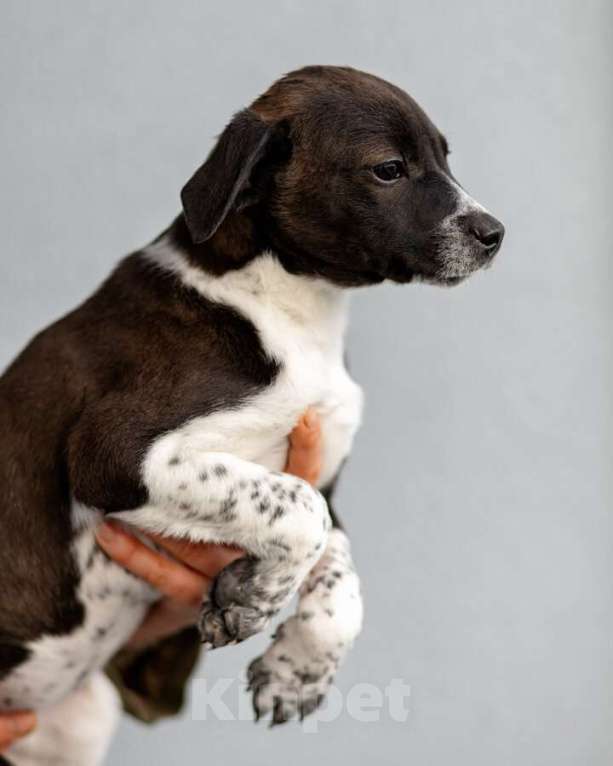 Собаки в Москве: Четверо чудесных щенков ищут дом. Девочка, Бесплатно - фото 8