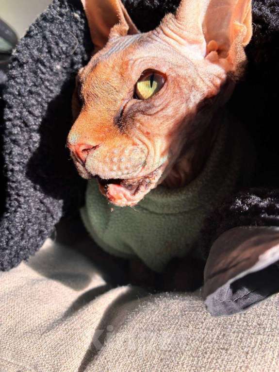 Кошки в Екатеринбурге: Найден,кто потерял котика? Мальчик, Бесплатно - фото 2