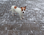 Собаки в Одинцово: Потеряшка Мальчик, 1 руб. - фото 1