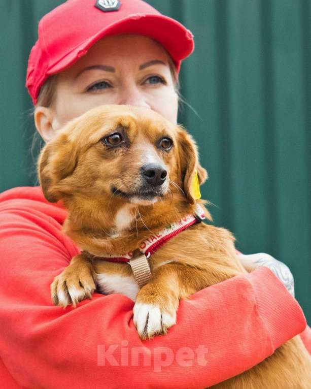 Собаки в других городах Московской области: Нежная Люси ищет дом Девочка, Бесплатно - фото 8