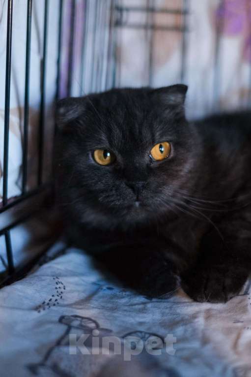 Кошки в Санкт-Петербурге: Лилу из приюта в добрые руки Девочка, Бесплатно - фото 3