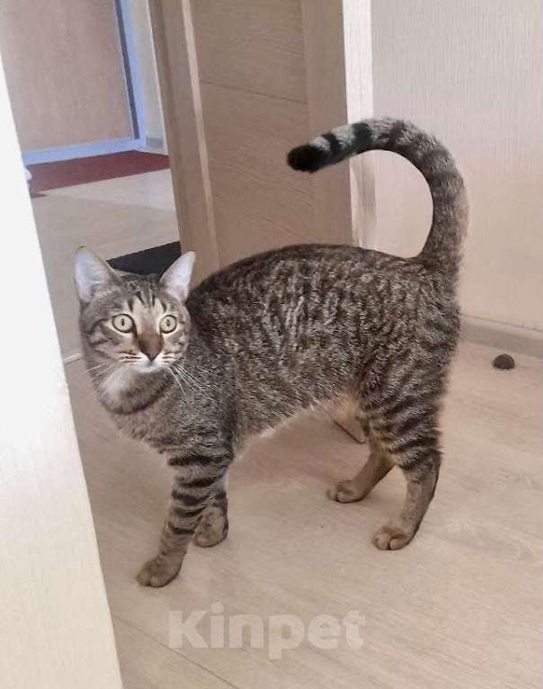 Кошки в Санкт-Петербурге: Кот Борис очень ждет …  Мальчик, Бесплатно - фото 3