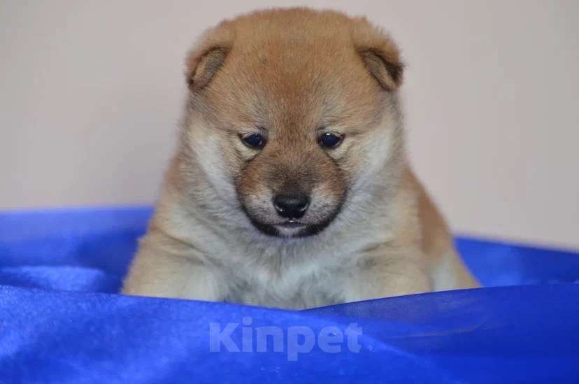 Собаки в Пензе: Сиба ину мальчик самурай из питомника KUMIKO YOSHI Мальчик, Бесплатно - фото 2